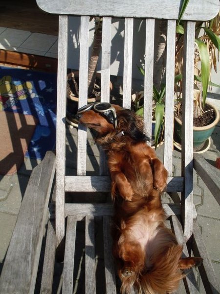 Okulary przeciwsłoneczne dla psów