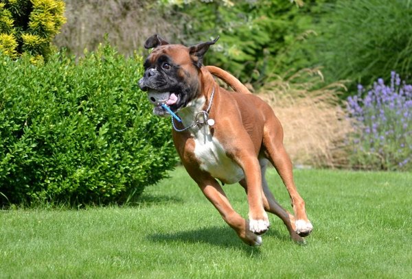 Dlaczego gonią za własnym ogonem?