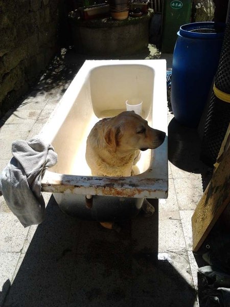 Upał nie tylko nam przeszkadza, ale także psom i kotom