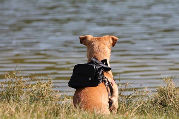 Pakujemy bagaż dla psa i kota