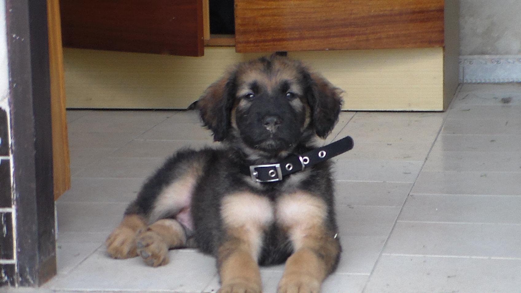 Historia Apolla, owczarka rasy białej