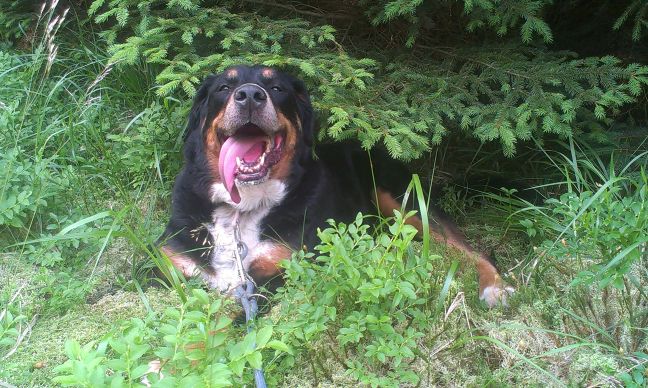 Przyspieszone oddychanie