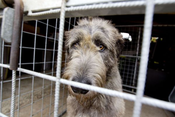 Pół roku pełne misek 5000 psów i 3500 porzuconych kotów