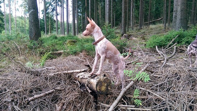 Po co rozmawiać ze zwierzętami? Pilzno czeka na wyjątkowe produkcje o relacjach międzygatunkowych.