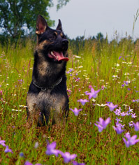 Elektroniczne obroże treningowe