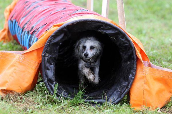Środkowo czeski Moninec będzie należał do 19 września do 20 psów