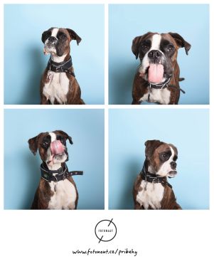 Opuszczone psy dobrze się bawiły w budce fotograficznej, zobacz, jak pasują