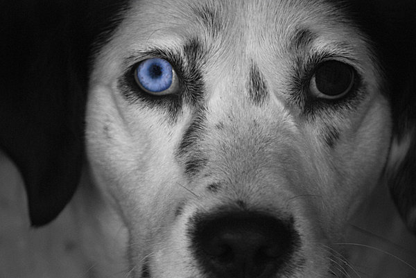 Catahoula z całej Europy wystąpi w Mitrowskim Dworze