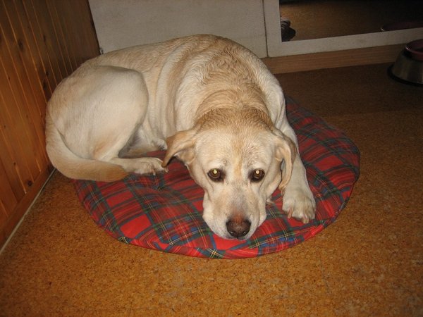 5 sygnałów, że twój pies cierpi na depresję