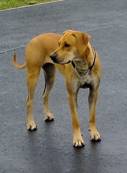 Rekordowa liczba zwierząt zaginęła we wrześniu