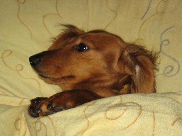 Nawet pies może dręczyć przeziębienia. Pomóż mu!