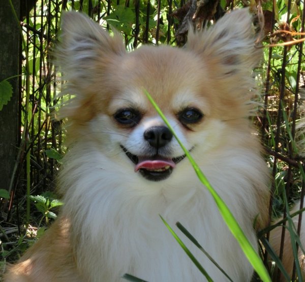 Łagodne leczenie stanów zapalnych w jamie ustnej