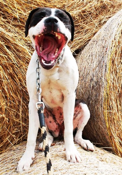 Ziewanie - zmęczenie i stres