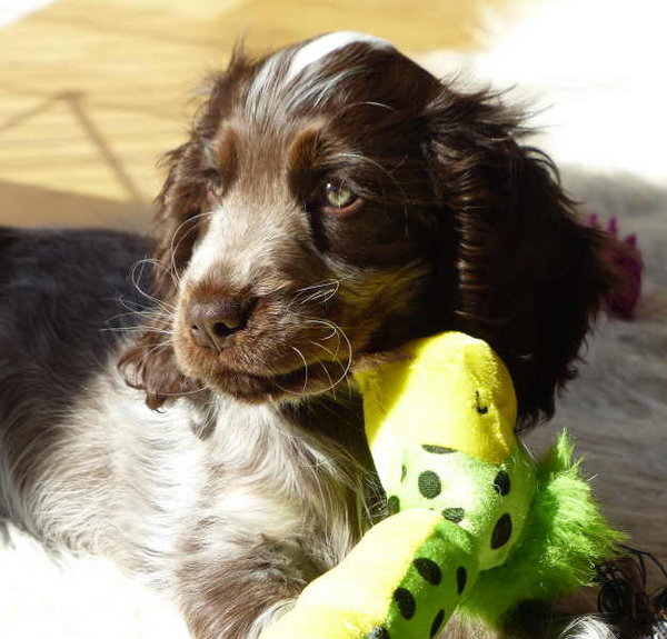 Świąteczne ciasteczka dla psów