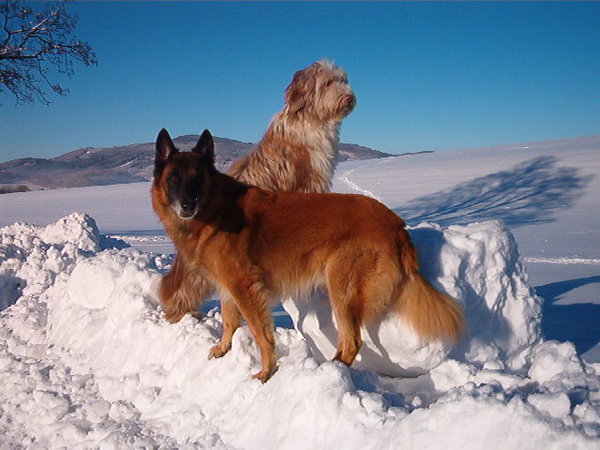 Położenie głowy na innym psie