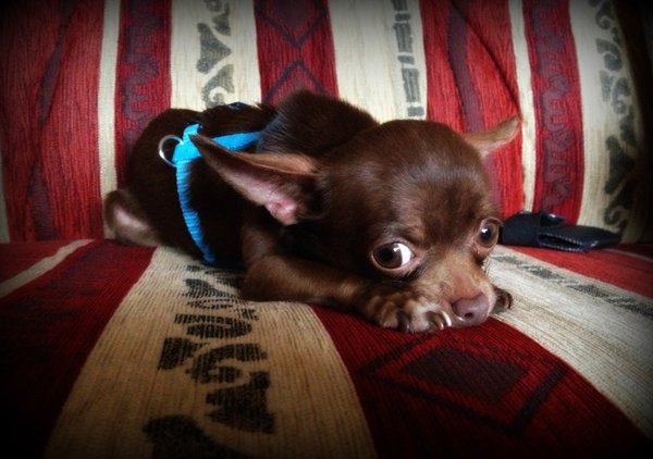 Boże Narodzenie z psimi oczami: smaczne, zdrowe i pachnące