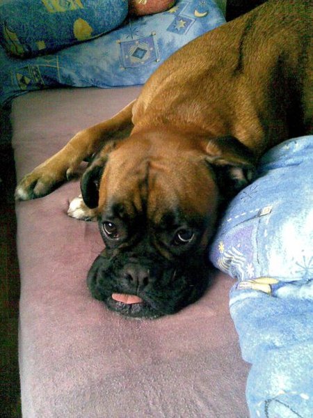 Strach przed fajerwerkami i petardami