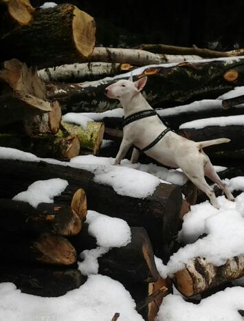 10 zdjęć śnieżnych psów
