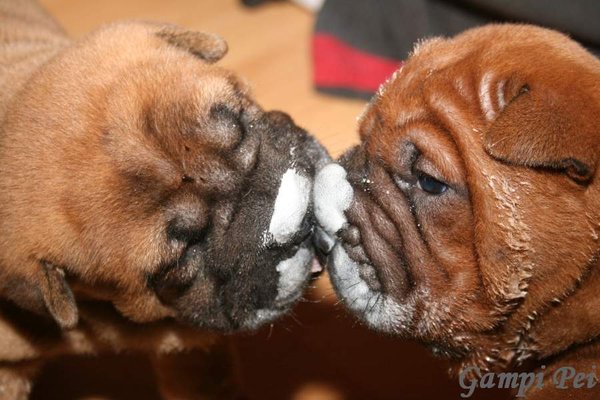 Pierwsze jedzenie dla niemowląt w BARF