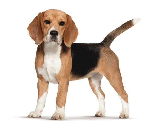 Strzeż się stresu u swoich zwierząt