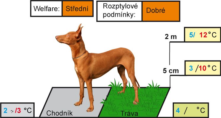 Nowość: psia pogoda
