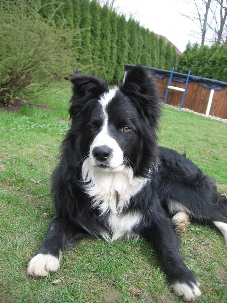 Canine Detective przekroczył limit 2000 uratowanych zwierząt