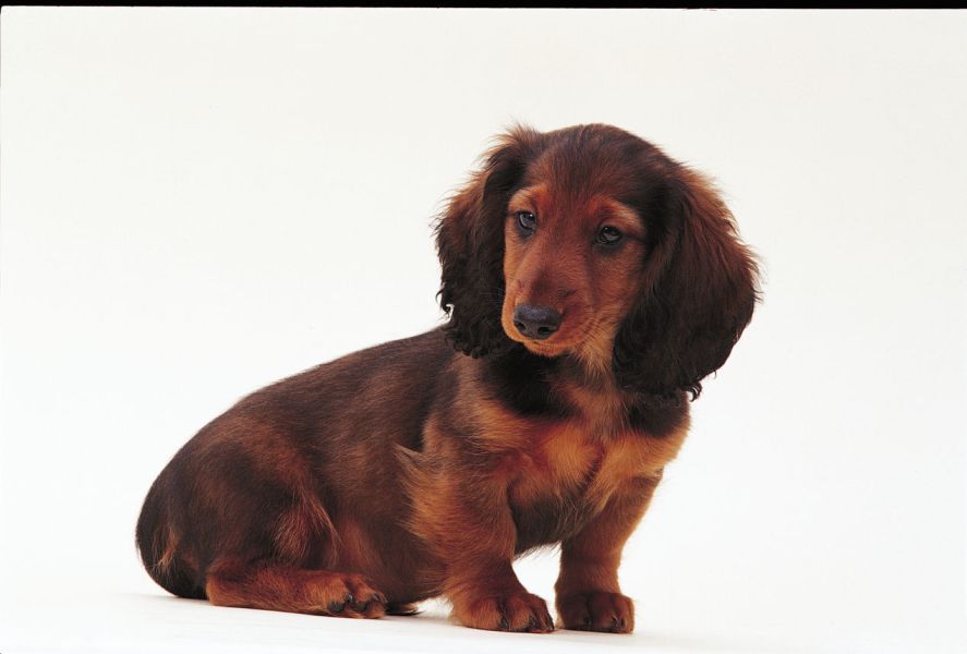 Nie przekarmiaj psa!