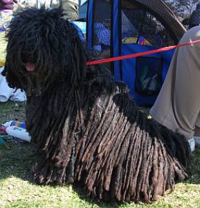 Zaproszenie na międzynarodową wystawę wszystkich ras 30. 4. - 1. 5. 2016