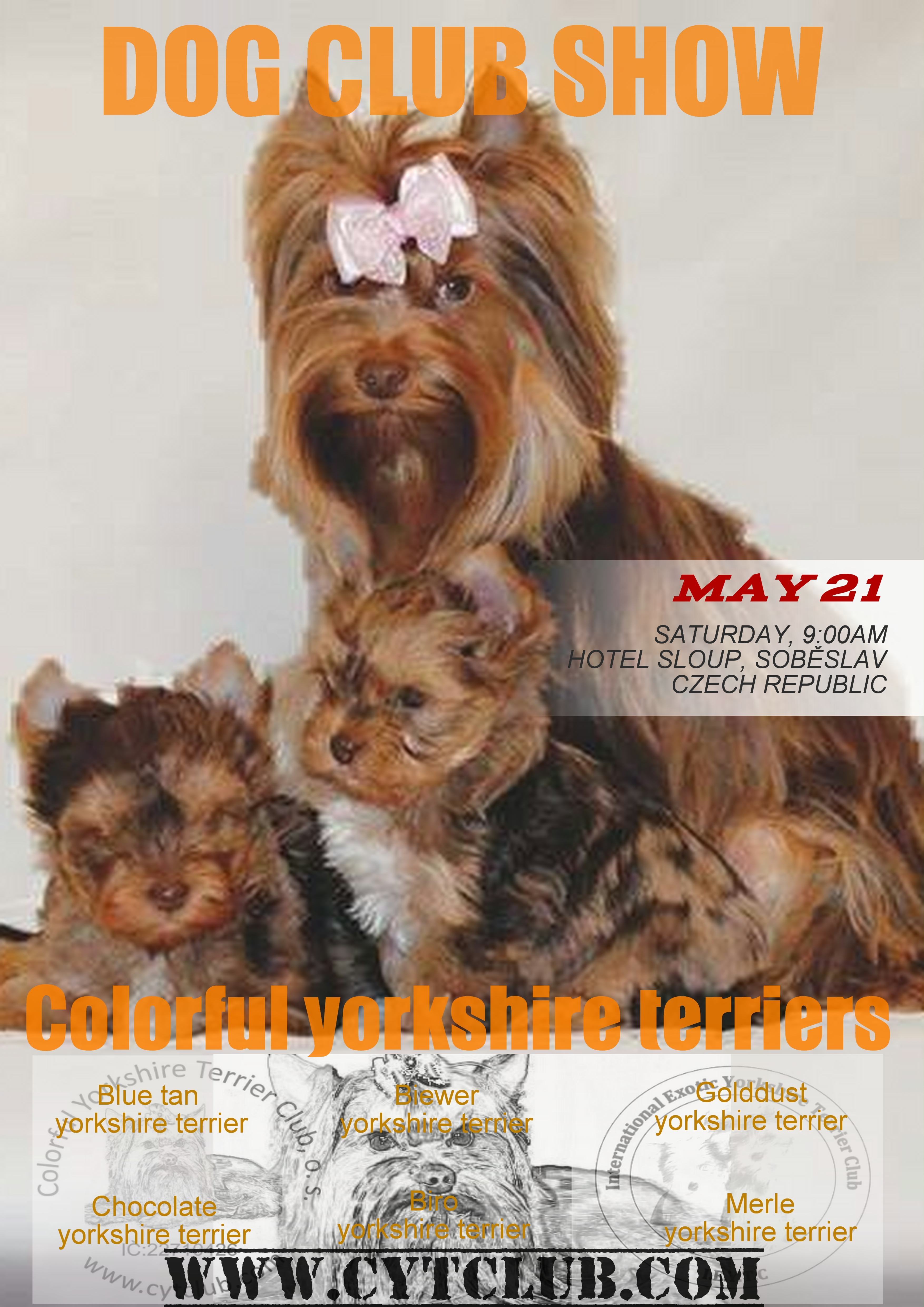 Zaproszenie: Wystawa kolorowych Yorkshire Terrierów