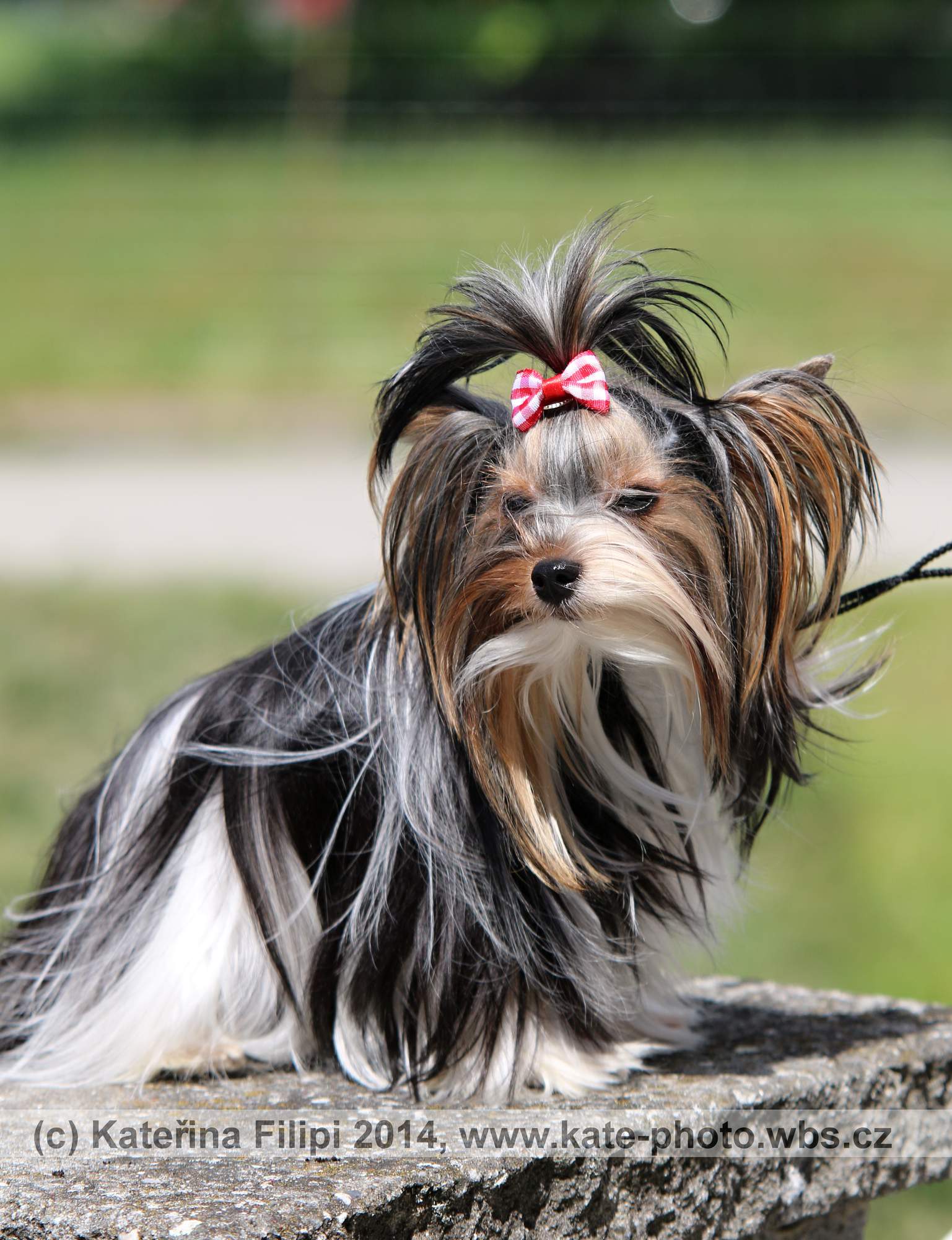 Kolorowy Yorkshire Terrier