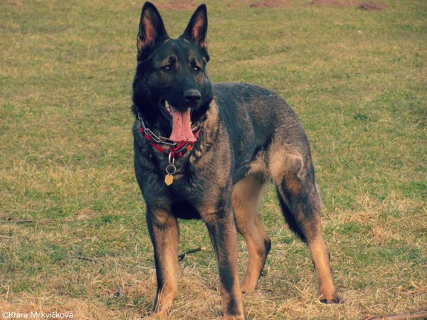 Antykoncepcja dla psów