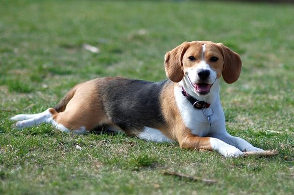 Suplementy diety dla psów