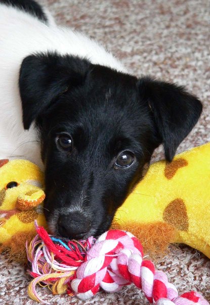 W kwietniu możesz pójść na kawę, wspierając zwierzęta w schroniskach