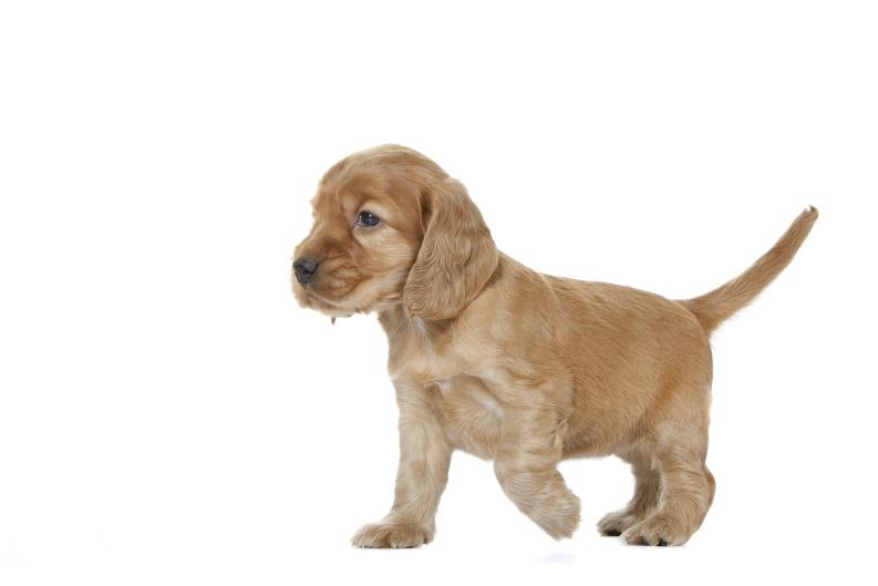 Mamy szczeniaka w domu