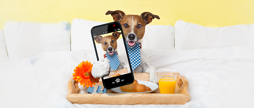 Wygraj karmę dla psów!