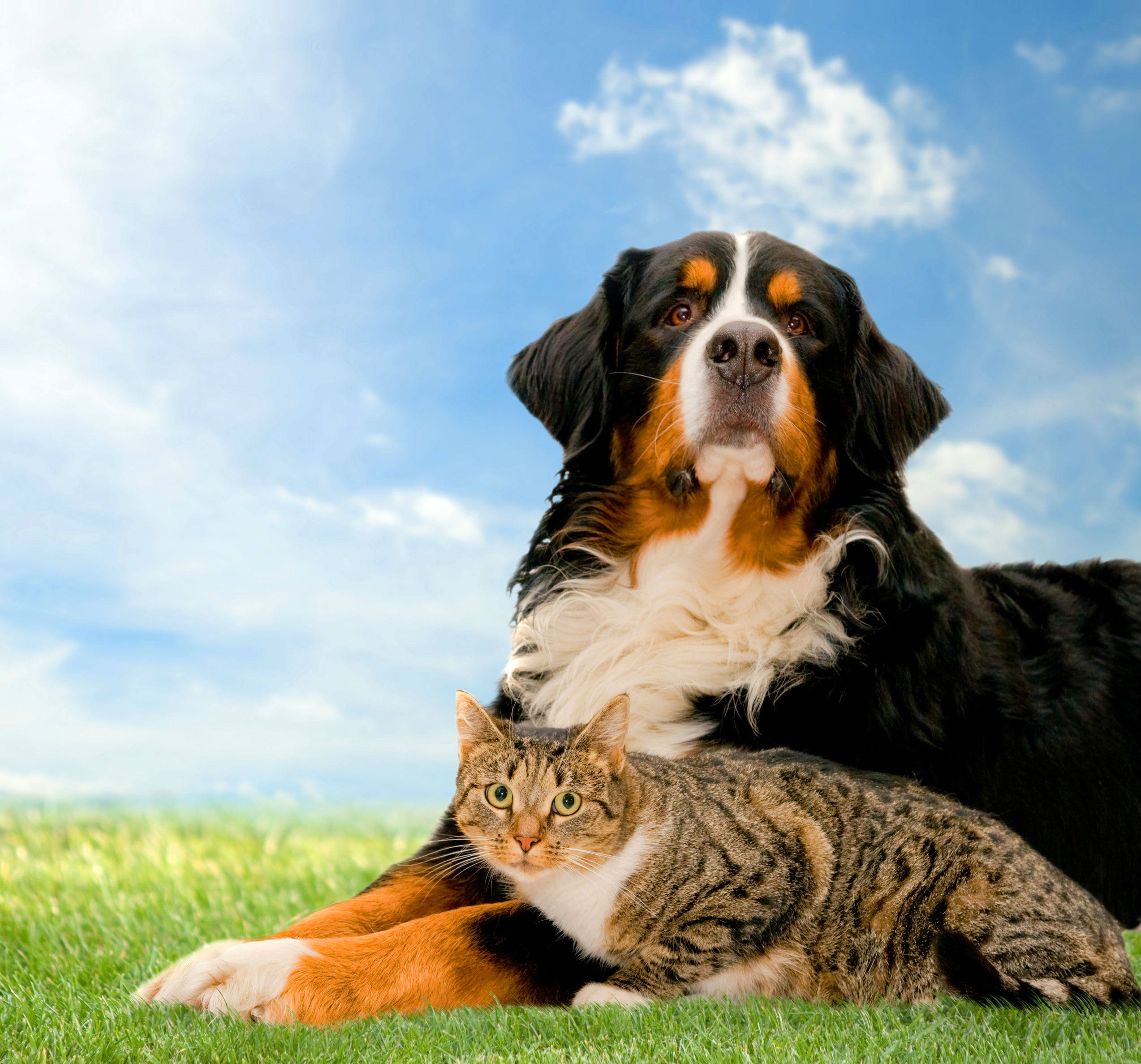 Ubezpieczenie zwierząt domowych