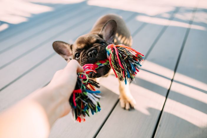 Inicjatywa przeciwko hodowli psów