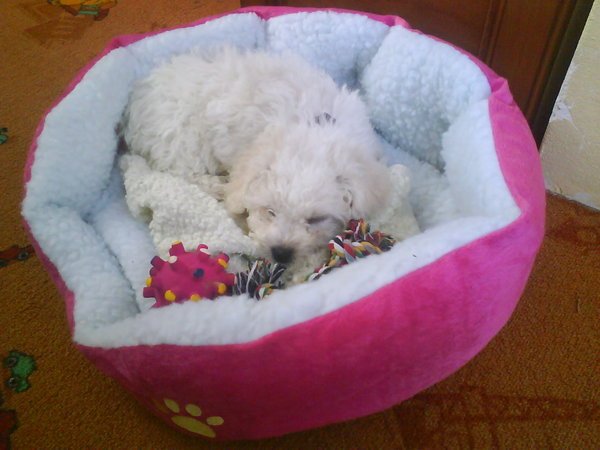 Zapalenie gruczołu sutkowego