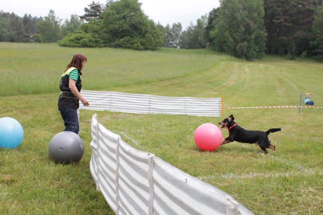 Raport: Treibball Championship - Series 2016