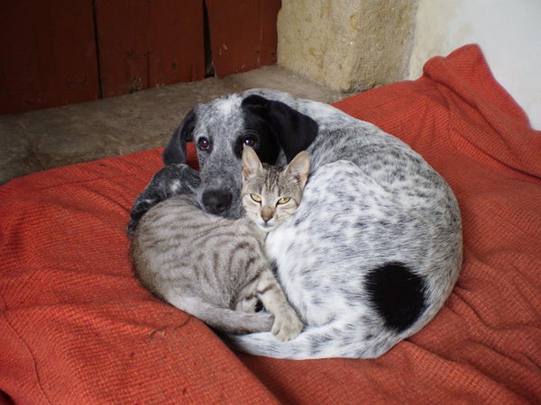 Karmienie kotów psy