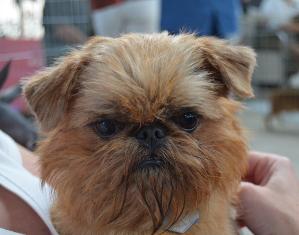 Zioła są również odpowiednie dla psów