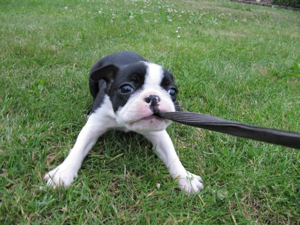 Zaproszenie: PesFest 2016