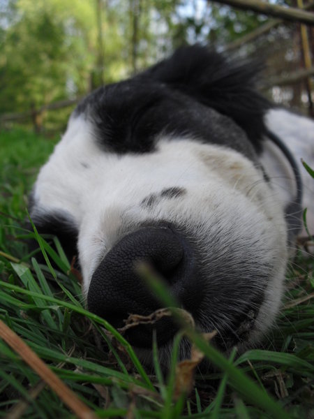 ZOO Tábor będzie świętować Międzynarodowy Dzień Psa, konkurując o najpiękniejszego psa kundla