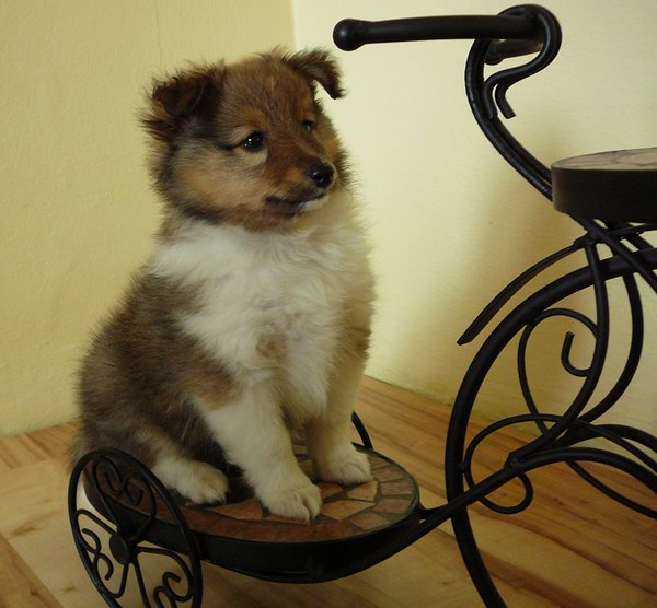 Opcjonalne szczepienie psów