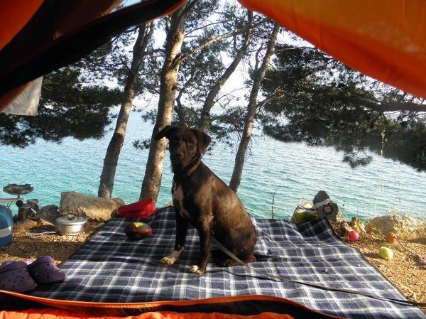 7 wskazówek na temat wakacyjnych podróży ze swoim zwierzakiem