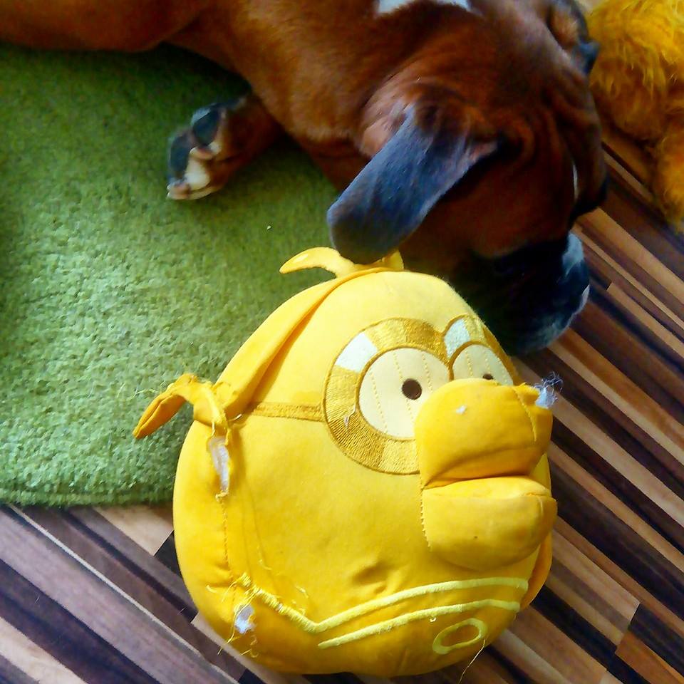 Łzawienie pluszaków