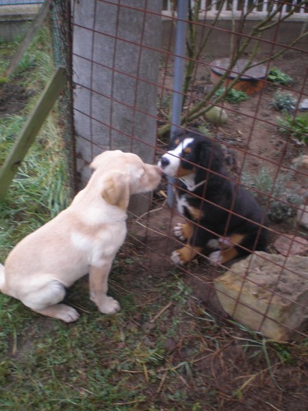 JRC zaczyna publikować wyniki kontroli w schroniskach na swojej stronie internetowej