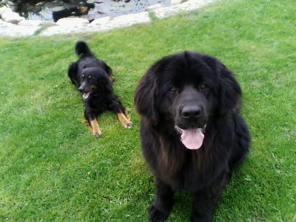 Wózek do ciągnięcia