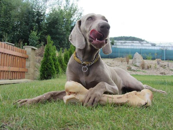 Seria prawidłowego karmienia: 5. Granulki, konserwy lub domowe jedzenie?