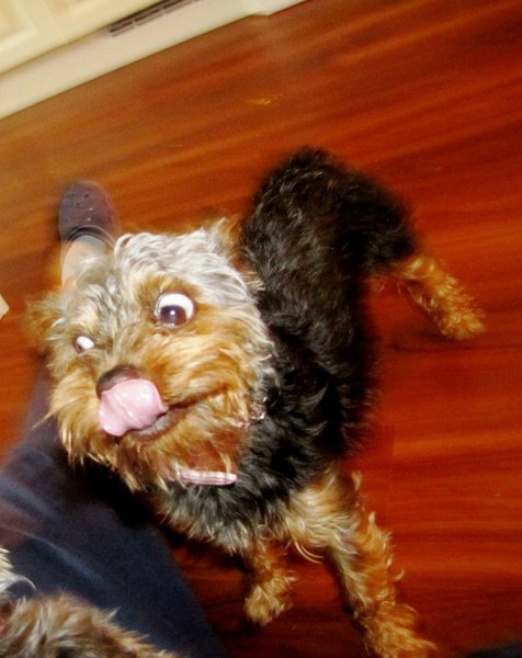 Czy miód jest odpowiedni dla zwierząt?